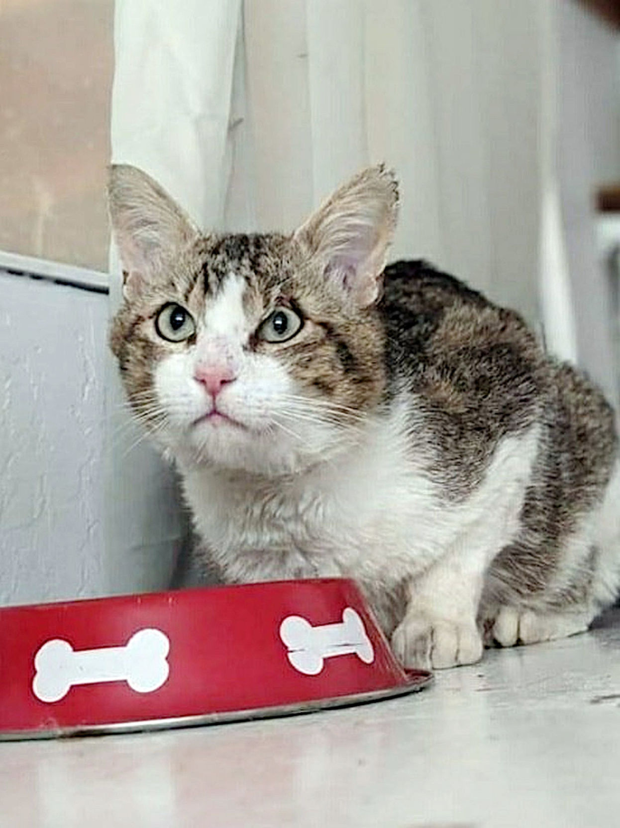 Adopt a Pet | Charlie